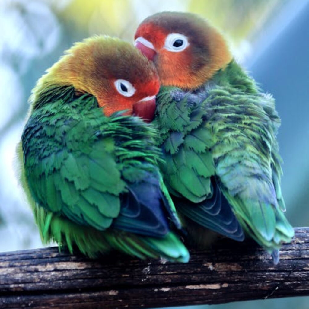 Khám Phá Thế Giới Giải Trí Tại Review Hòn Khô Quy Nhơn Vui Chơi Không Giới Hạn